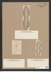 Navicula splendida Greg. (de-Toni-Nr.: Genus 1, Species 243) Zeichnungen Sammlung Grunow Nr. 576 (NHMW-BOT-W0366933)